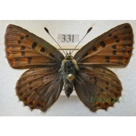 Lycaena tityrus (Poda, 1761) pair Czerwończyk uroczek Czech33l